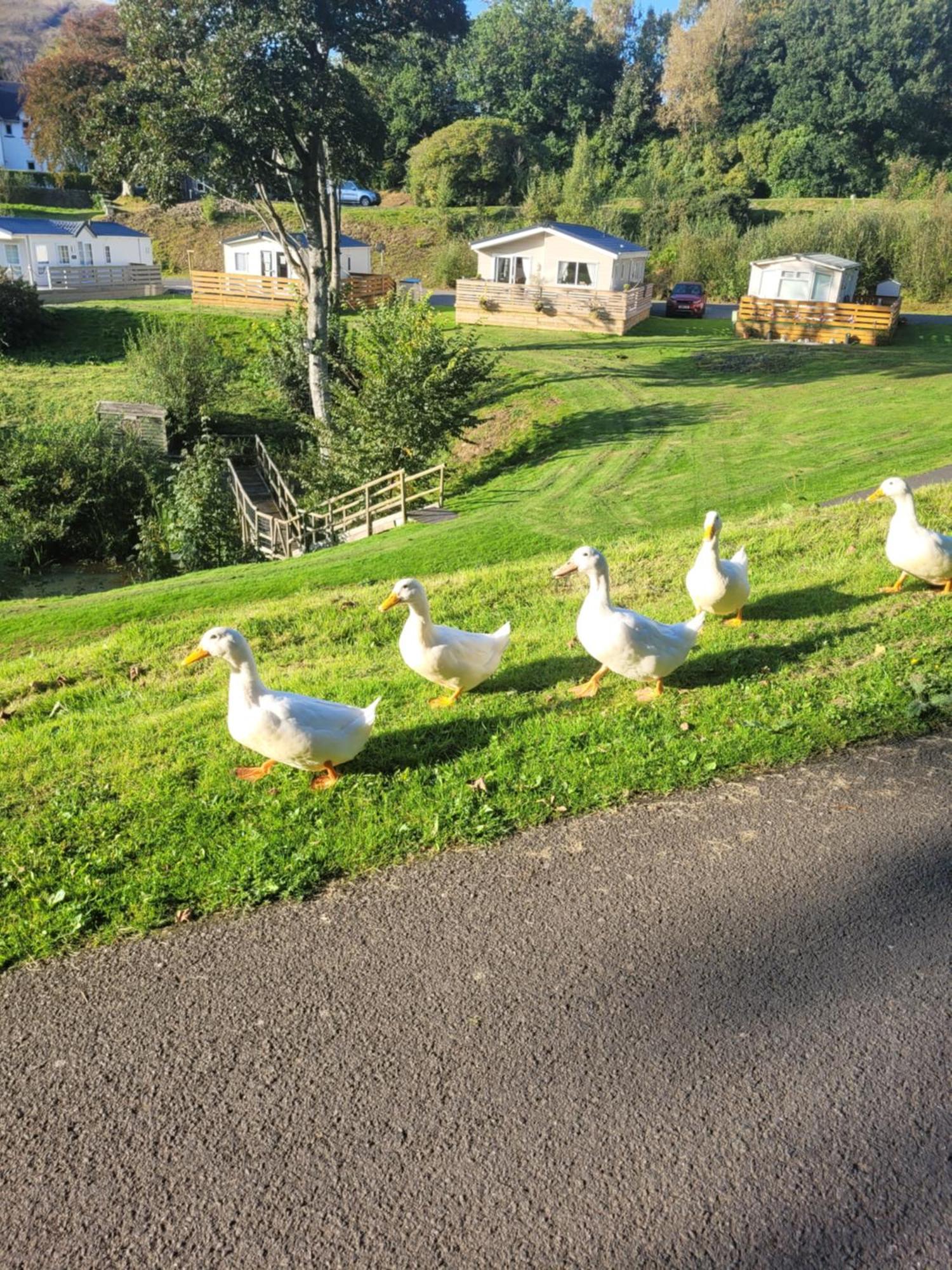 The Sunny Bunny Holiday Home Ballantrae Exteriér fotografie